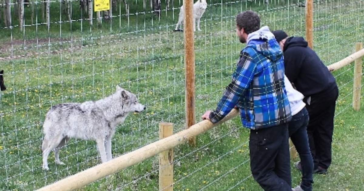 ヤムヌスカウルフドッグ